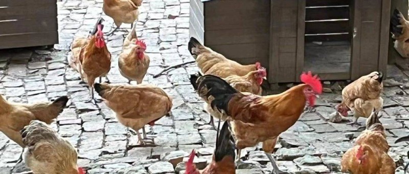 全國(guó)的雞都要加班？老鄉(xiāng)雞讓網(wǎng)友不淡定了...