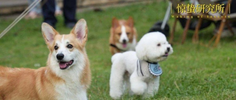 線下消費(fèi)新場(chǎng)景，靠寵物社交能打開(kāi)嗎？