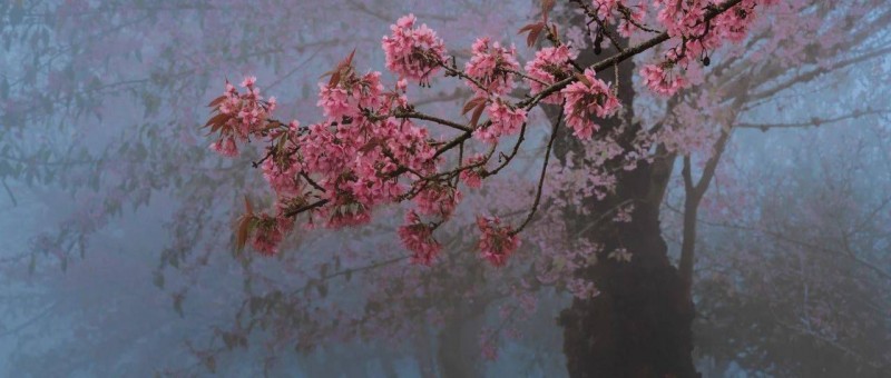 A股2023年終總結(jié) 花非花，霧非霧