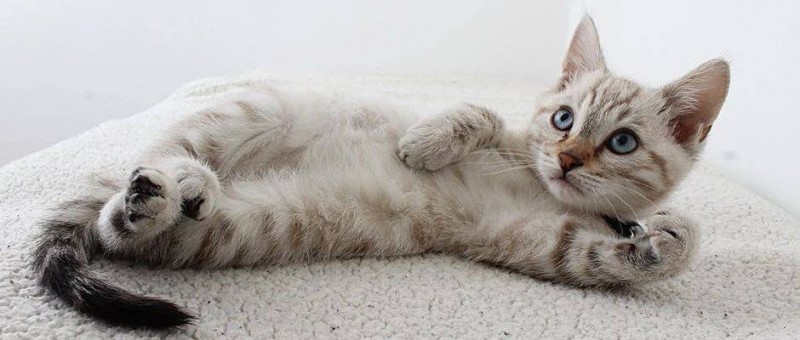 2300字！說明白什么是「賭徒謬誤」？