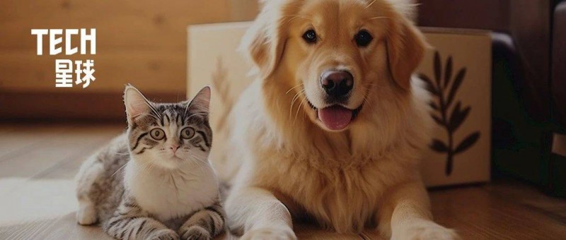 為帶貓狗回家過年，我直接買了輛車