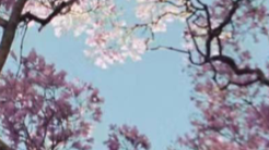 萬代23年凈賺32億，高達+龍珠+海賊王營收199億