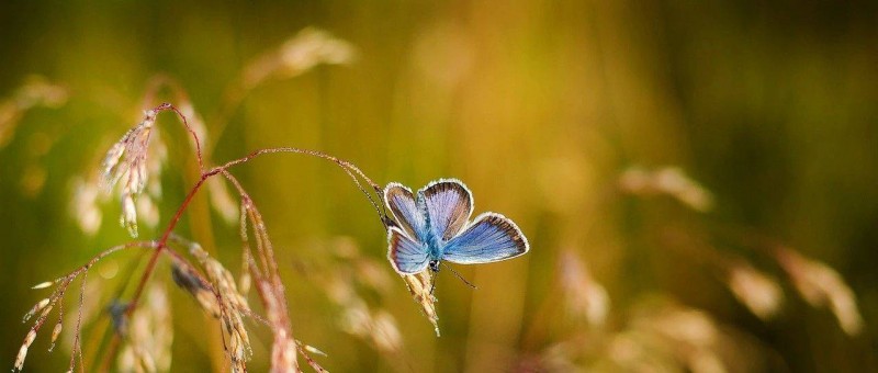 原來這就是蝴蝶效應(yīng)！