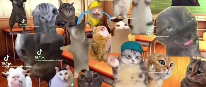 7天B站漲粉20萬(wàn)，貓meme為何風(fēng)靡全網(wǎng)？