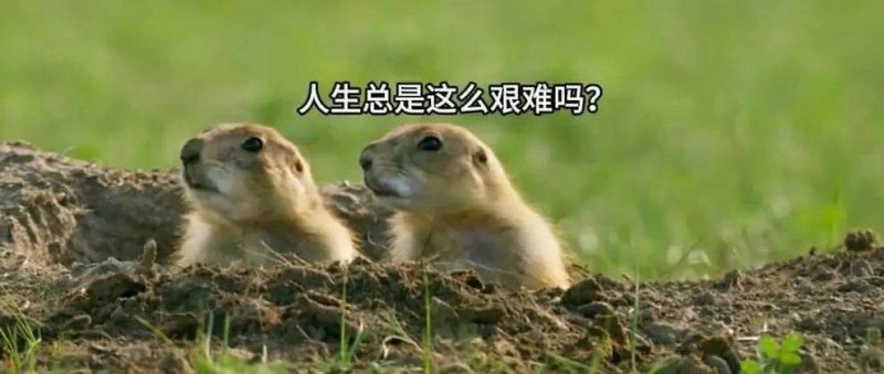 1個月漲粉超300萬，這屆年輕人有自己的《動物世界》