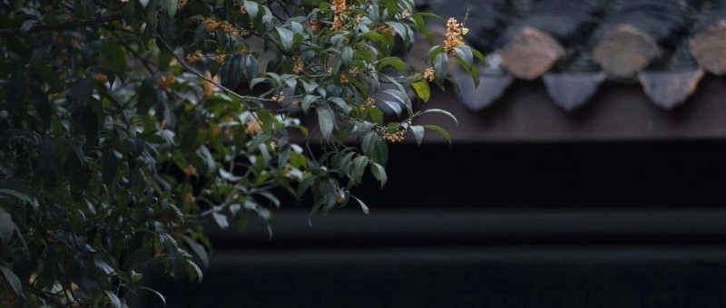 SHEIN被點名，時尚之都對快時尚說不背后