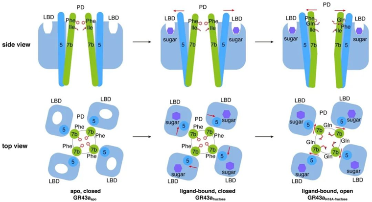 Science 浙江大學(xué)破解果蠅感知甜味的秘密，有望防治害蟲