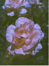 身處中層，如何成為企業(yè)的中流砥柱？