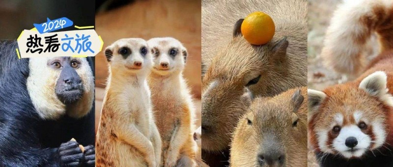 動(dòng)物園怎么逆襲成了頂流？