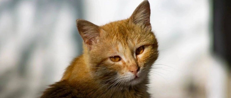 ??分享一個(gè)梳理思路，提高思維的超強(qiáng)思考工具