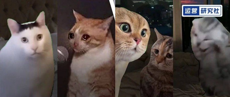 在小紅書2天漲粉2萬，貓meme成流量密碼？