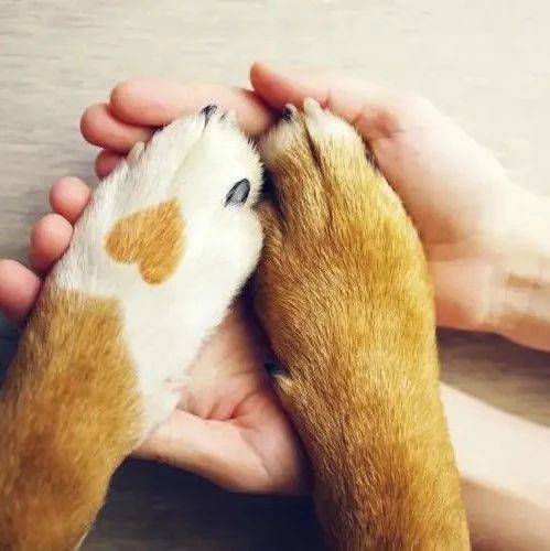 養(yǎng)己式養(yǎng)寵，年輕人情緒價值新代餐