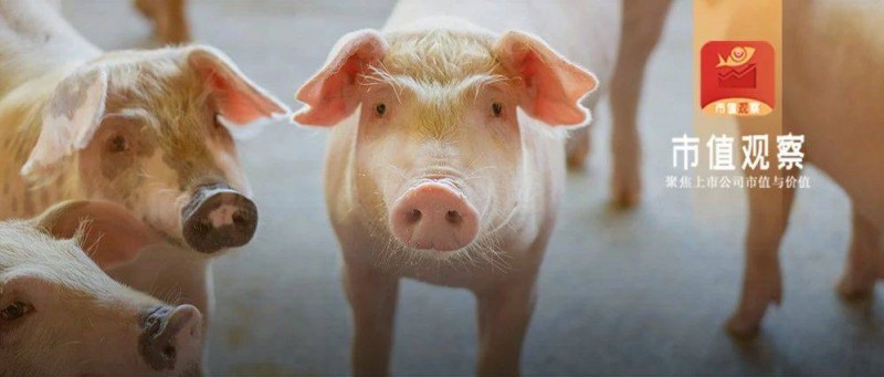 牧原業(yè)績?nèi)A麗轉(zhuǎn)身，流動性擔(dān)憂被證偽