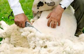 被薅千萬羊毛的小天鵝們，該讓誰買單