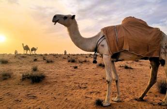 新茶飲，想要擺脫低價焦慮
