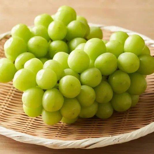 為什么陽光玫瑰葡萄便宜了，但沒以前香了？