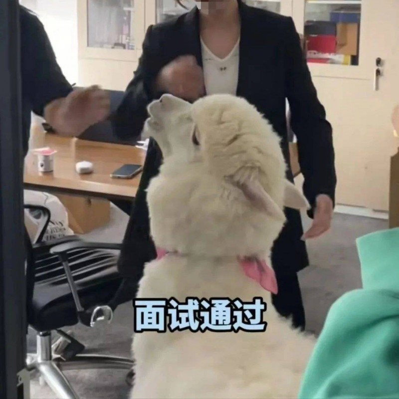 請羊駝直播，香飄飄的創(chuàng)意好抽象