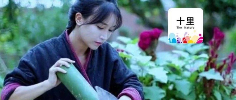 李子柒回歸，粉絲突破5000萬(wàn)！