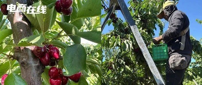 年銷2億后，價格腰斬，車厘子商家還賺錢嗎？