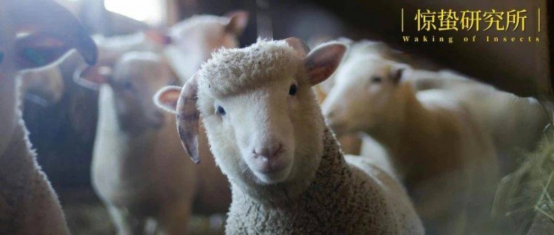 直播間里，藏著毛衫界的「胖東來」