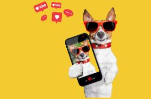 寵物品牌的情感營(yíng)銷(xiāo)密碼 海外網(wǎng)紅3大內(nèi)容策略講好寵物故事