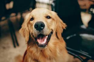 寵物品牌出海必看 為什么微網(wǎng)紅是海外紅人營銷的關(guān)鍵力量？