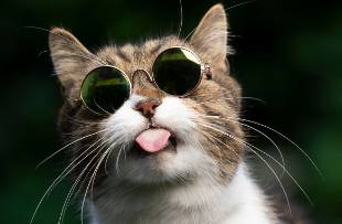 TikTok達(dá)人營銷 寵物品牌如何借勢貓咪日種草養(yǎng)貓群體